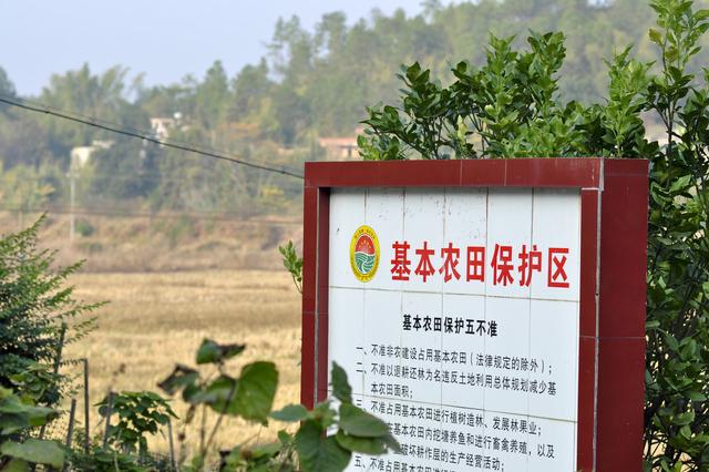 耕地上种树好几年了，咋说违法就违法呢？