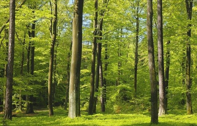 农村集体土地上的林地面临征收？3方面了解怎样补偿！