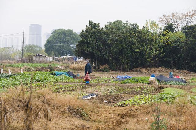 当初辛苦开垦出来的荒山野地，现在被无偿征收了？合法吗？
