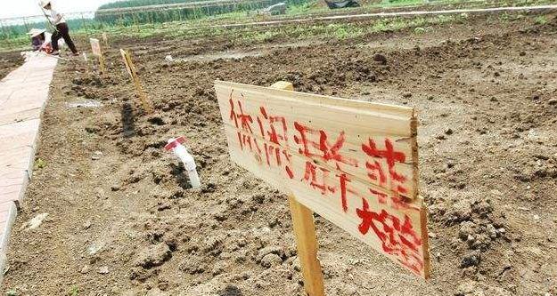 “以租代征”不合法！“租”出去的土地该如何要回来？