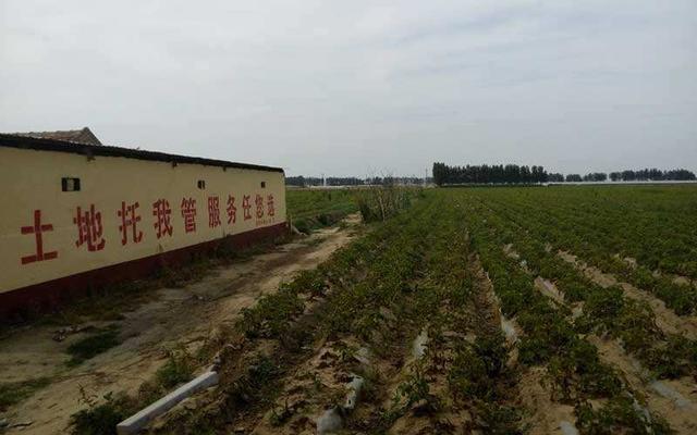 “以租代征”不合法！“租”出去的土地该如何要回来？