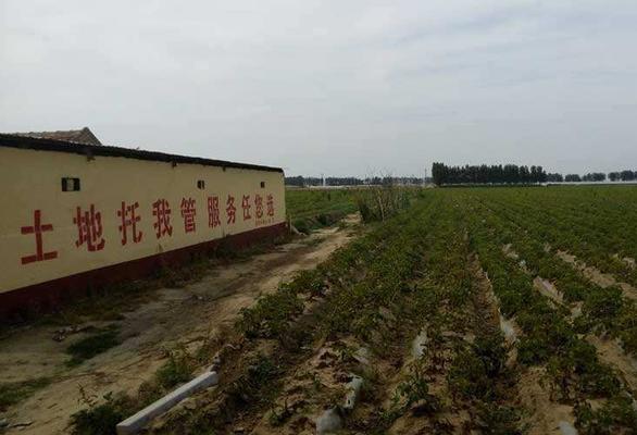 记??！“以租代征”是违法行为，被抢走的土地怎么要回来？