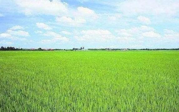 村委会占用农民土地不给补偿合法吗？乡镇政府有权征收土地吗？