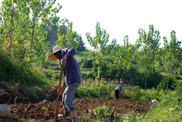 农村土地面临“四大现实”问题，每个村都有，你们村这情况严重吗